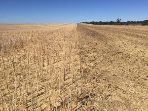 Stubble Management System - BPImports